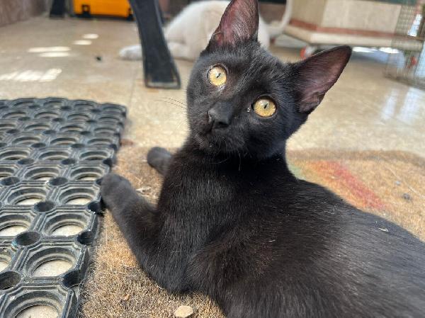 Gina: Dolcissima Micina Di 5 Mesi Cerca Fam.